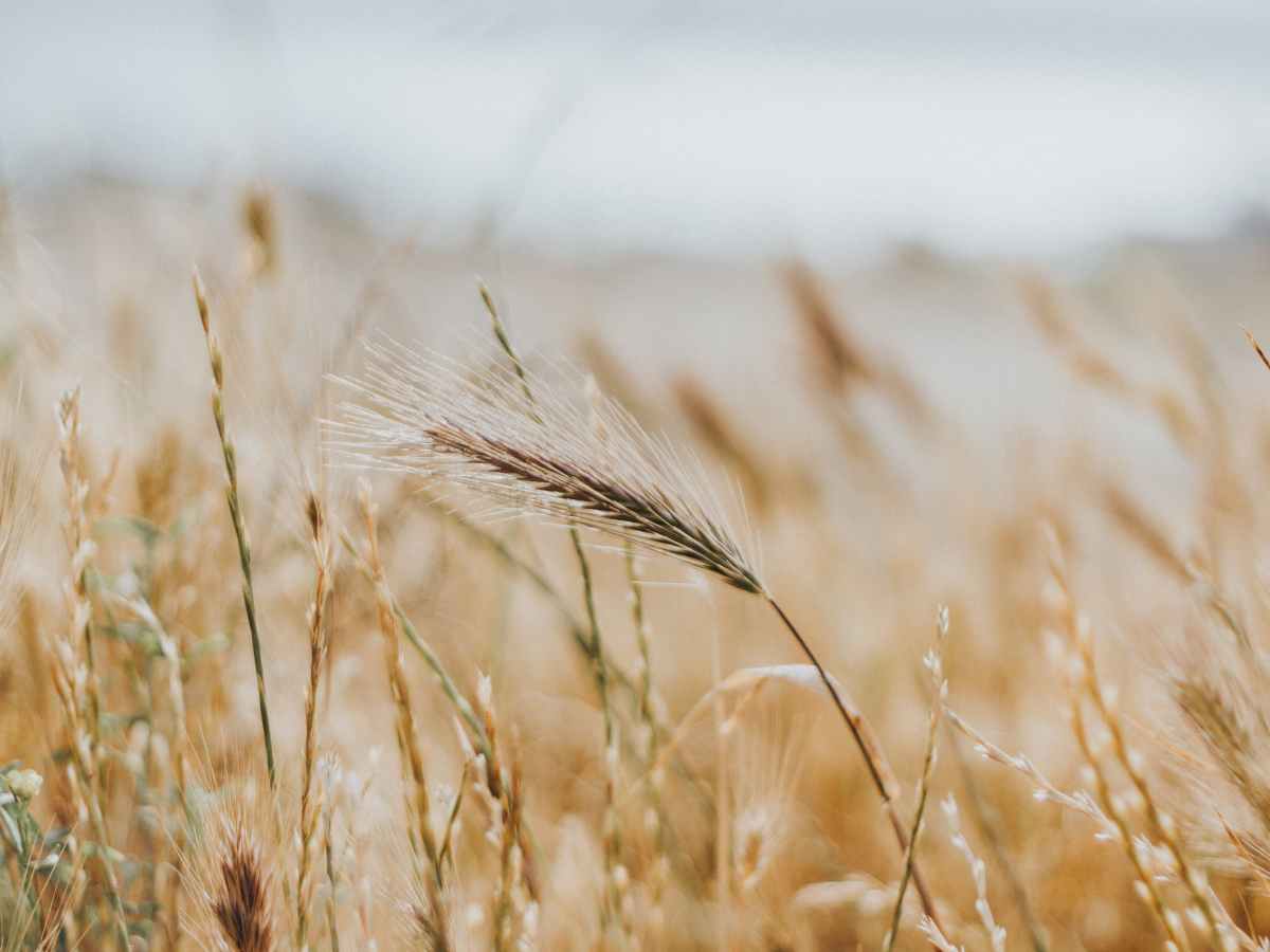 The centurion who&nbsp;knew